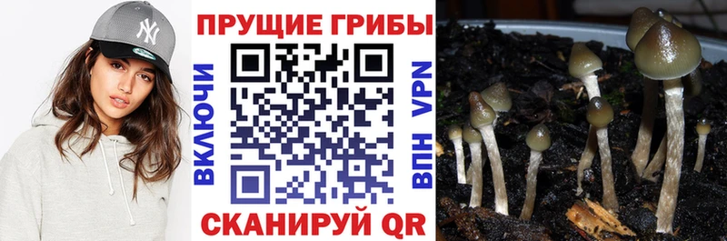 Псилоцибиновые грибы мицелий магазин Первомайск